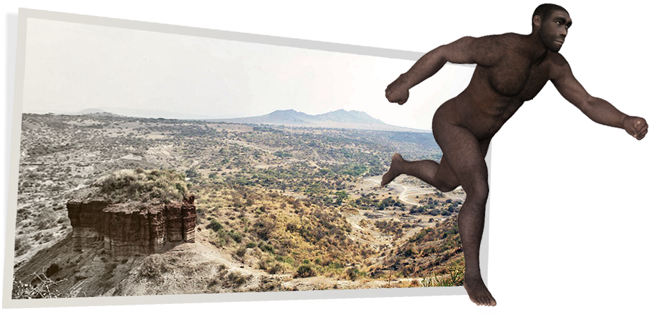 Homo erectus was the first species of man to explore the globe